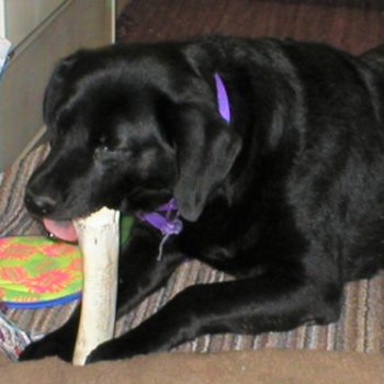 Isaiah With a Bone