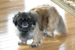 Sophie the Pekingese