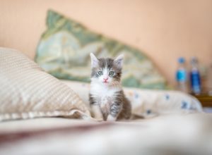 Bellingham cat in hotel