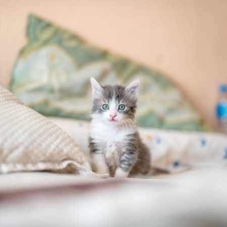 Bellingham cat in hotel