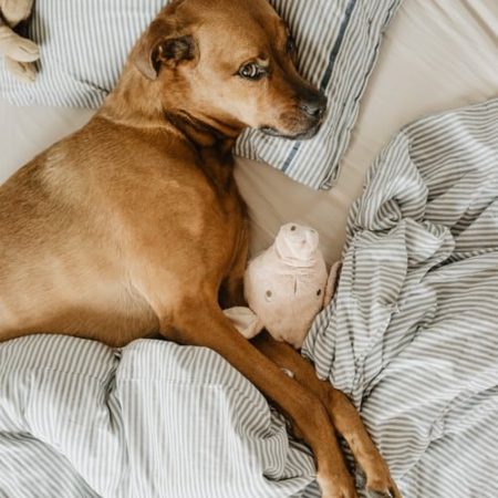 Comfortable dog in bed