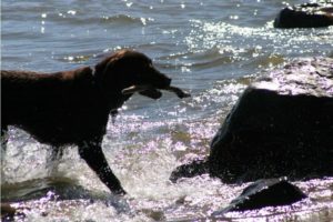 Neil, the wonderful dog of a pet sitter