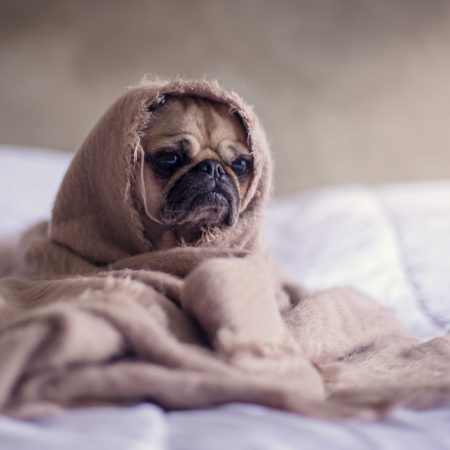 Pug in Bed