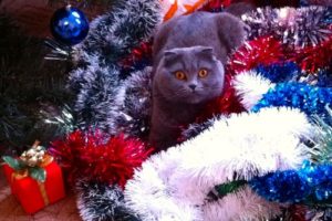 The Best Cheap Christmas Gifts for Cats