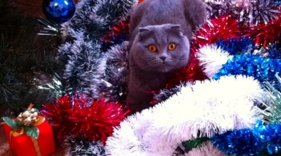 The Best Cheap Christmas Gifts for Cats