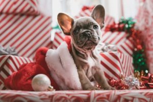 The Best Cheap Christmas Gifts for Dogs