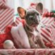 The Best Cheap Christmas Gifts for Dogs