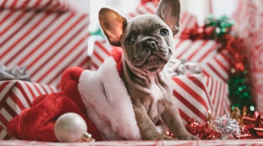 The Best Cheap Christmas Gifts for Dogs