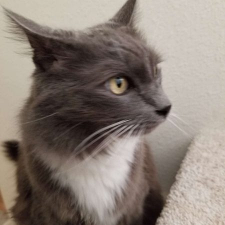 May 2019 Pet of the Month, Peri