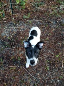 Jasper, one of the cutest pets in Bellingham