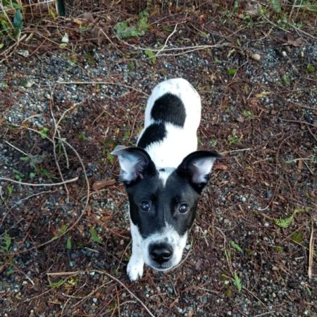 Jasper the Wonder Puppy