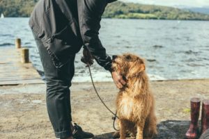 Dog Walking as an Alternative to Doggy Day Care in Bellingham