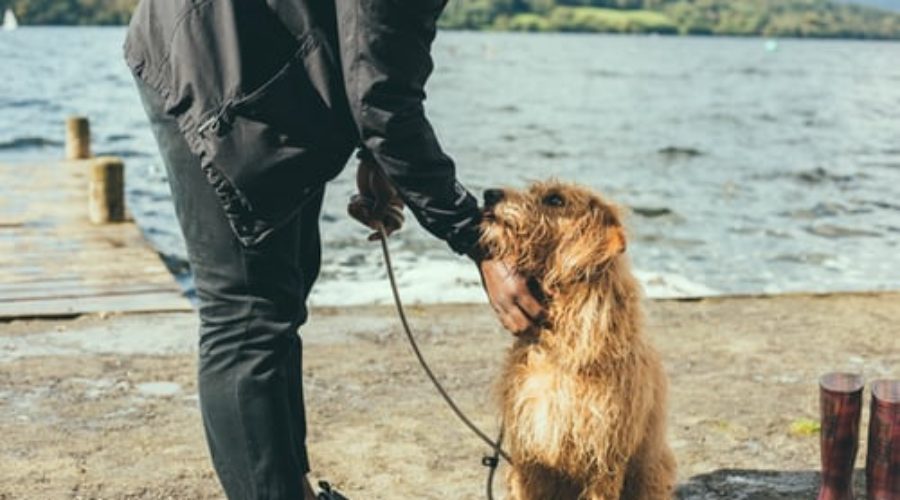 Dog Walking as an Alternative to Doggy Day Care in Bellingham