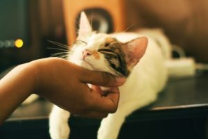 How To Keep Your Cat Healthy: 3 Tips