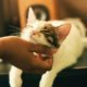 How To Keep Your Cat Healthy: 3 Tips