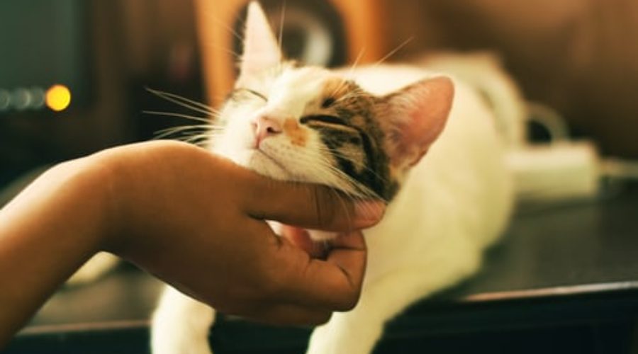 How To Keep Your Cat Healthy: 3 Tips