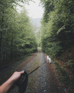 White Dog on a Trail