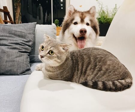 Dog and Cat on Couch