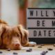 Reasons To Love Your Pet This Valentine’s Day