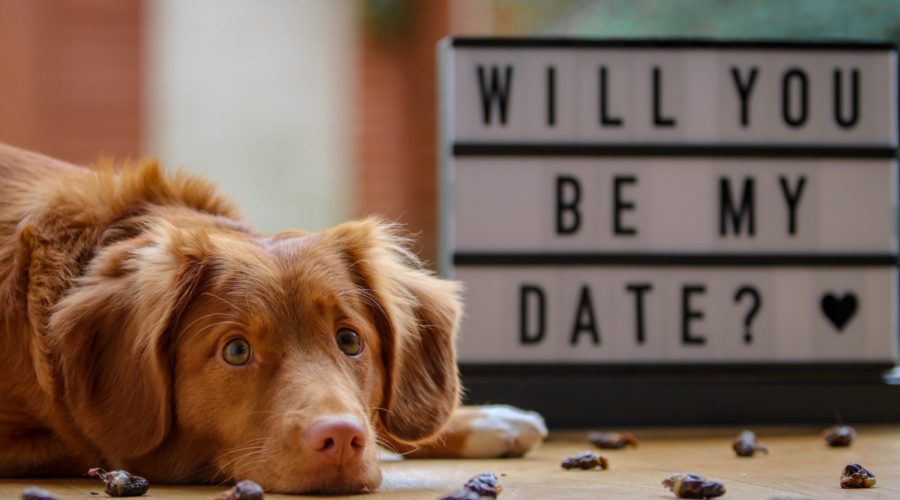 Reasons To Love Your Pet This Valentine’s Day