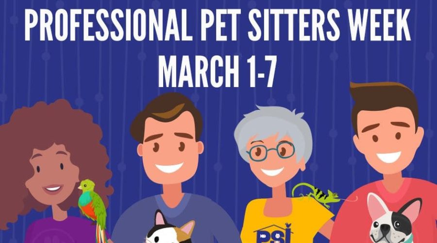 Hiring a Professional Pet Sitter: What You Need to Ask